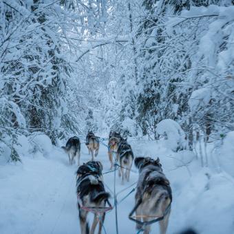Déesse Voyages - Chiens de traineau Québec